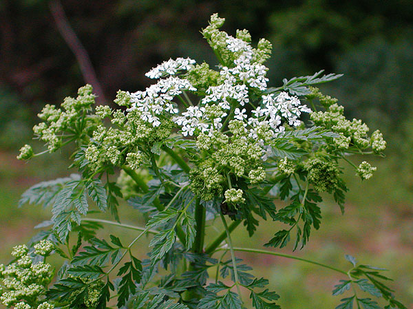 hemlock 